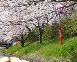 近江八幡水郷_桜