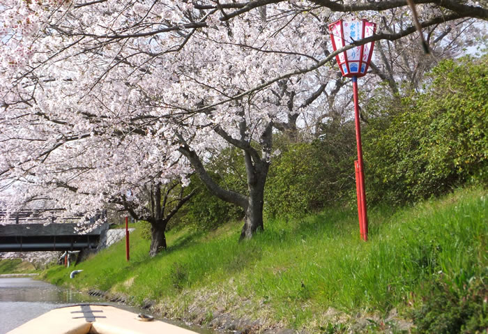 近江八幡水郷_桜