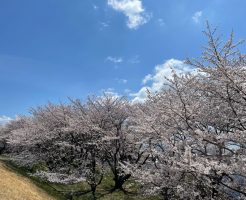 笠原桜公園_2