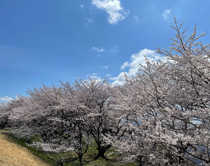 笠原桜公園_2