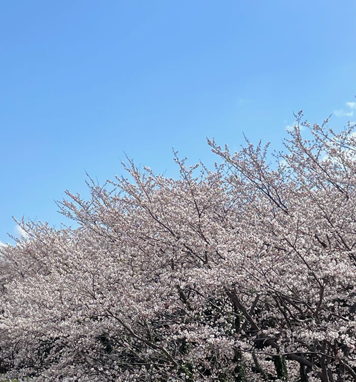 笠原桜公園_1