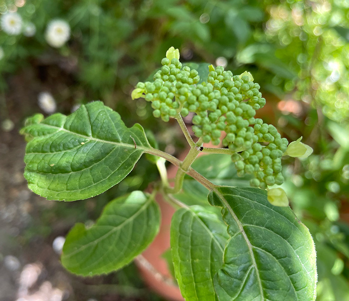 山紫陽花