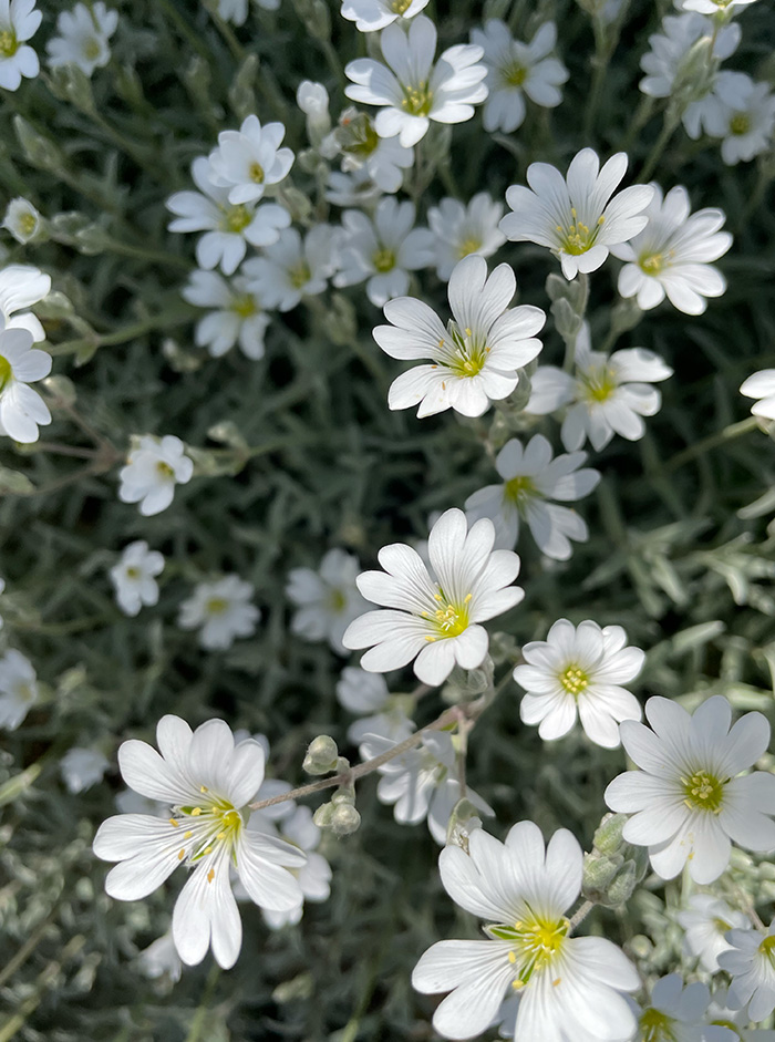 夏雪草