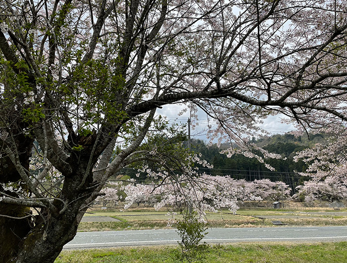 高島_花