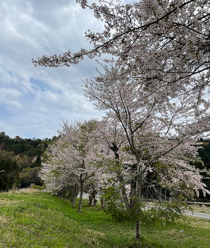 高島桜_2