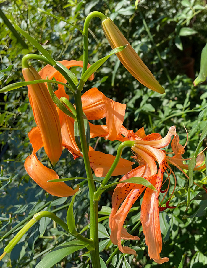 百合根の花