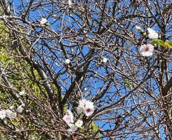 唐崎神社の桜