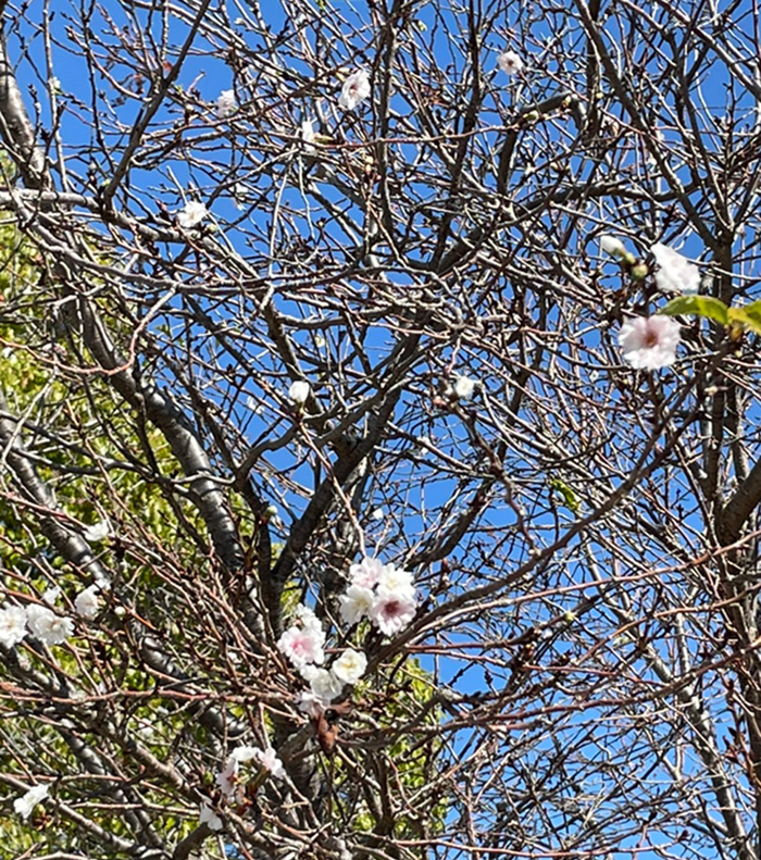 唐崎神社の桜