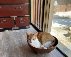 猫カフェ_ねこ5