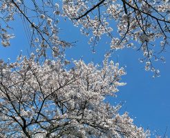 高島_桜