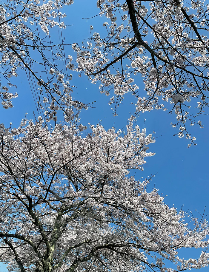 高島_桜