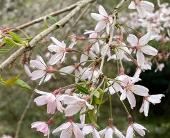 ミホミュージアム_桜の花