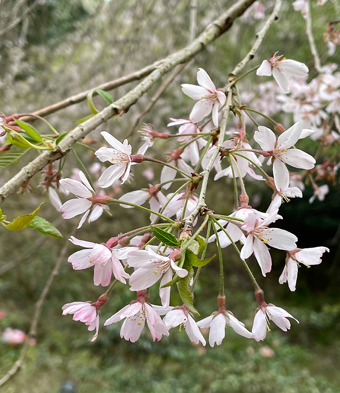 ミホミュージアム_桜の花