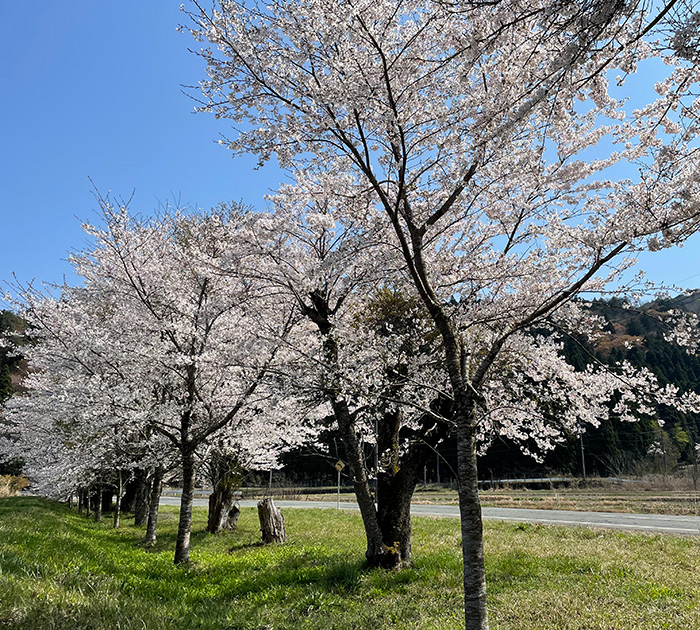 高島_道桜