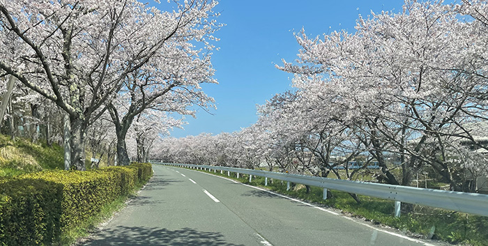 高島_花見