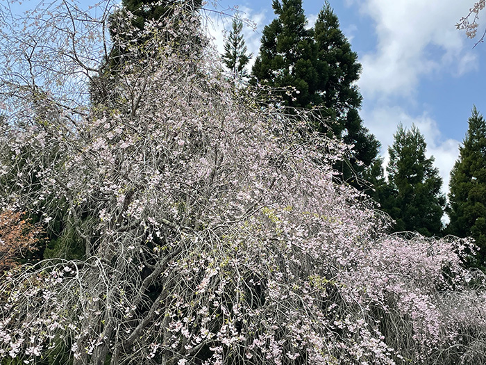 ミホミュージアム_桜