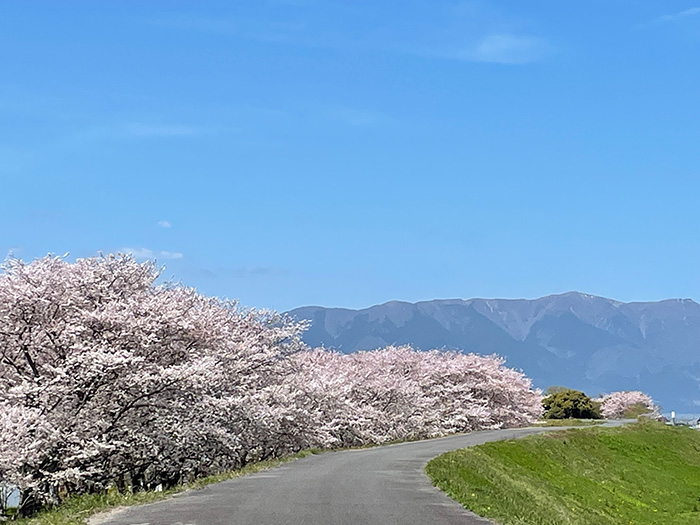 笠原桜_3