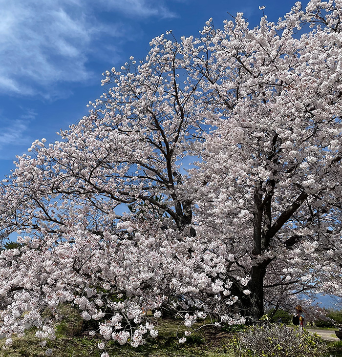 笠原桜_2