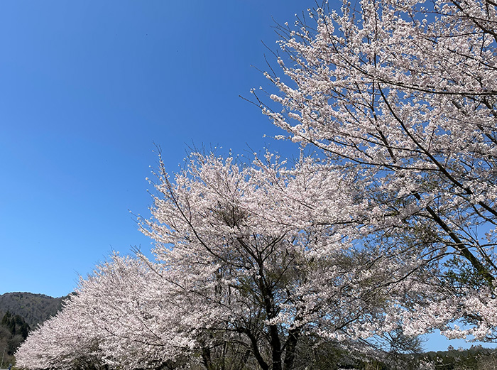 高島桜24_1