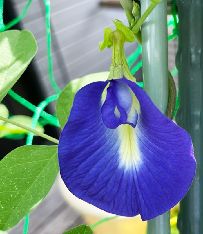 バタフライピーの花