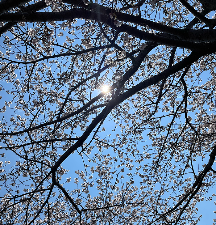 笠原さくら公園2