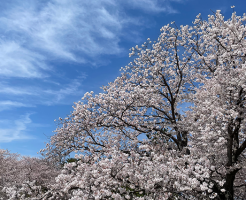 笠原さくら公園