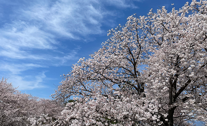 笠原さくら公園